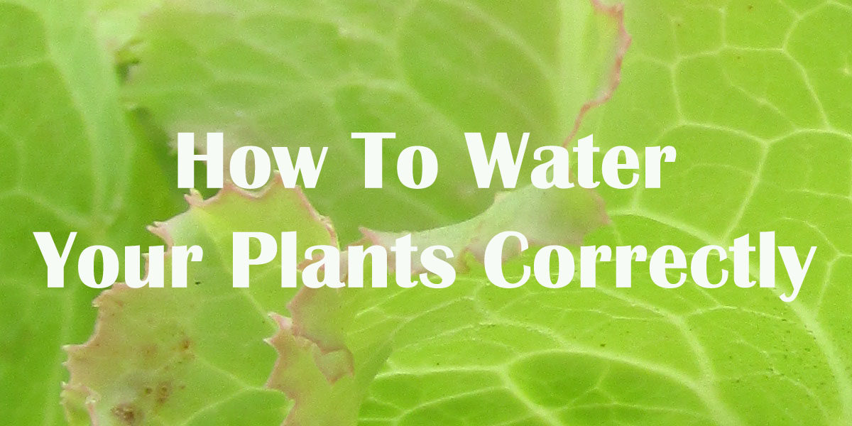 How to water plants correctly