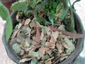 Dry leaves are excellent for mulching. 