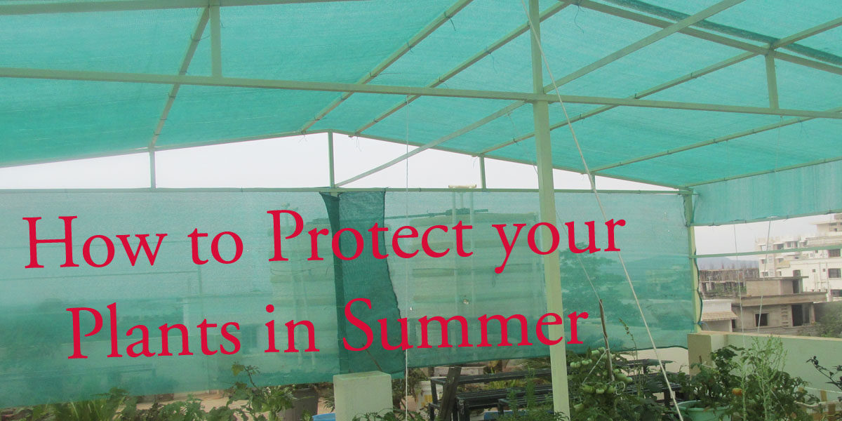 How to protect your plants in summer
