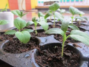 Happy brinjal seedlings