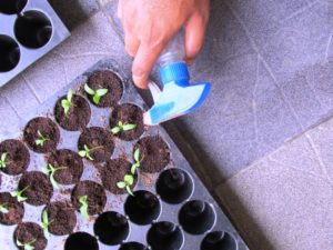watering the eggplant seedlings with a spray