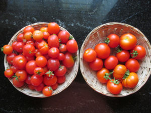 Bountiful Tomato Harvest