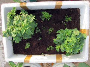 Companion Planting - Tomato with Carrots