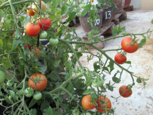 Tomatoes ripened on the plant