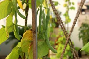 Beans are container gardening friendly