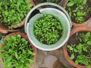 Baby spinach can be grown packed in a container
