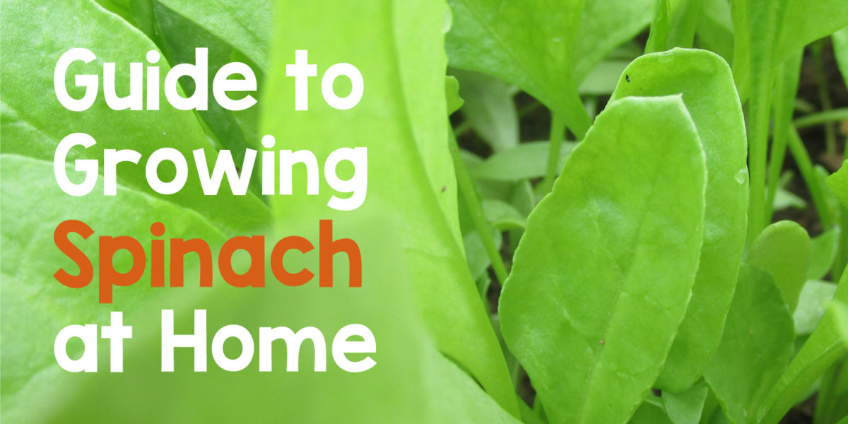 Complete Guide to Growing Spinach at Home