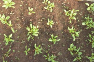 Transplanted spinach seedlings