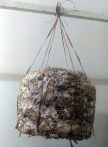 Hang the bundle with spider web like mycelium growth