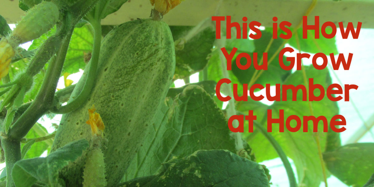 How to Grow Cucumber at Home
