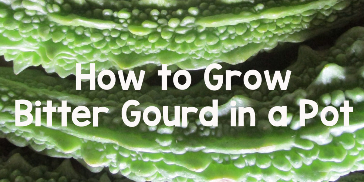 grow bitter gourd in a pot