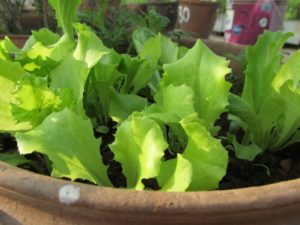 Loose leaf lettuce in growing stage