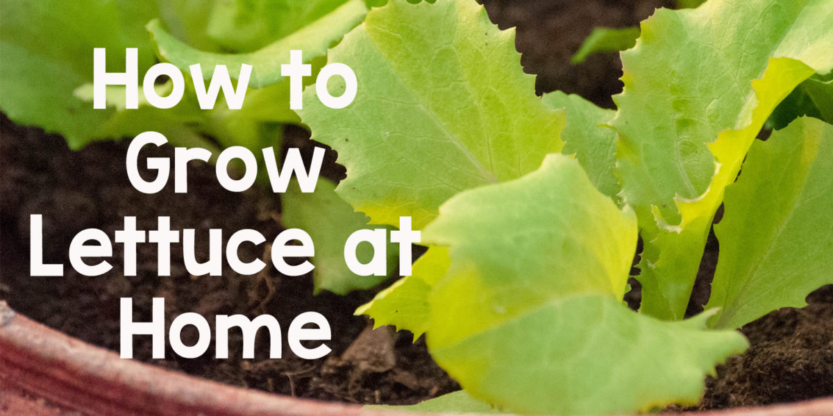 How to grow Lettuce at Home