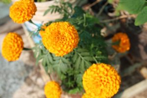 Marigold acts as a good trap crop