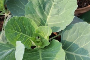 Cabbage plants will start growing a head soon