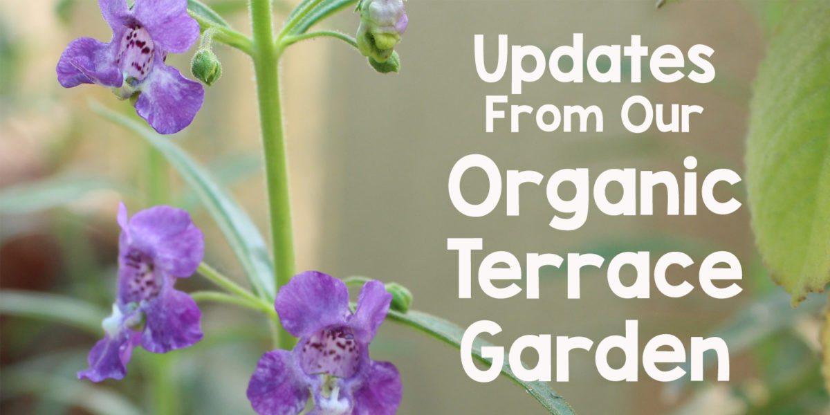Updates from Organic Terrace Garden