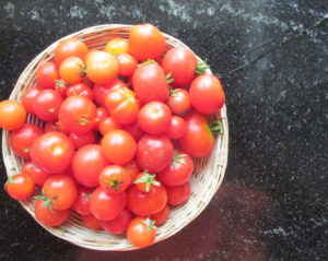 Collect ripe tomatoes from multiple plants