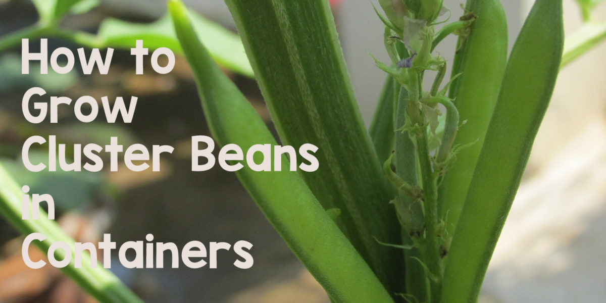 How to Grow Cluster Beans in Containers